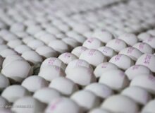 قیمت هرکیلو تخم مرغ درب مرغداری ۵۰ هزارتومان
