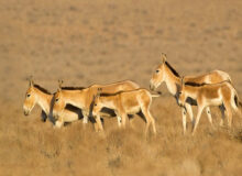 هم‌صدایی برای نجات گورخرهای خارتوران؛ سرشماری با حضور گسترده سمن‌ها