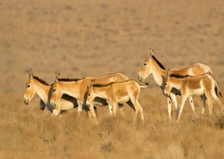 هم‌صدایی برای نجات گورخرهای خارتوران؛ سرشماری با حضور گسترده سمن‌ها