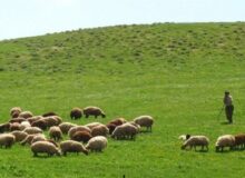 طرح‌های مرتعداری، امسال ۲ میلیون هکتار رشد می‌کند