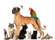 راهنمای جامع نگهداری از حیوانات خانگی