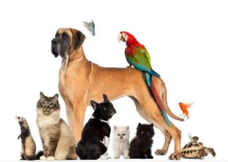 راهنمای جامع نگهداری از حیوانات خانگی