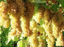 میوه بهشتی برای سلامت قلب و مغز