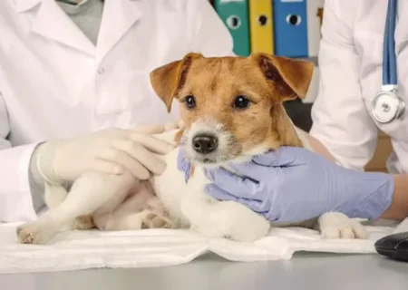 تعرفه‌ های بخش غیر دولتی دامپزشکی ۱۴۰۴ ابلاغ شد