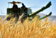 ۷۰ درصد مطالبات گندمکاران پرداخت شد