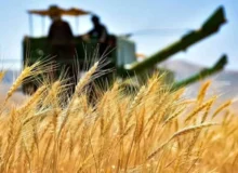 ۷۰ درصد مطالبات گندمکاران پرداخت شد
