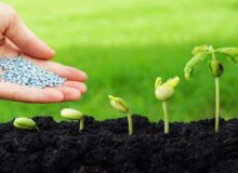 توزیع ۵۰۰ هزارتن بذر در استانهای کشور