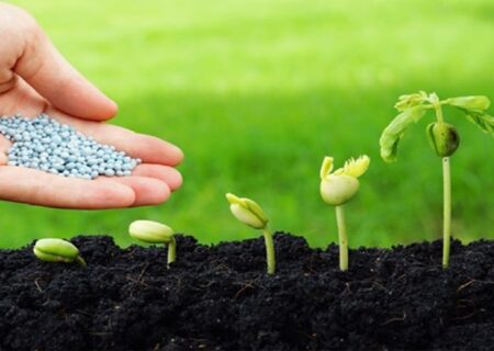 توزیع ۵۰۰ هزارتن بذر در استان‌های کشور