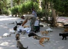 تغذیه حیوانات شهری تهدیدی برای اکوسیستم و حیات وحش
