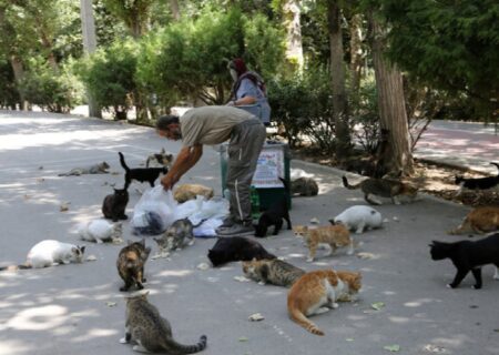 تغذیه حیوانات شهری تهدیدی برای اکوسیستم و حیات وحش