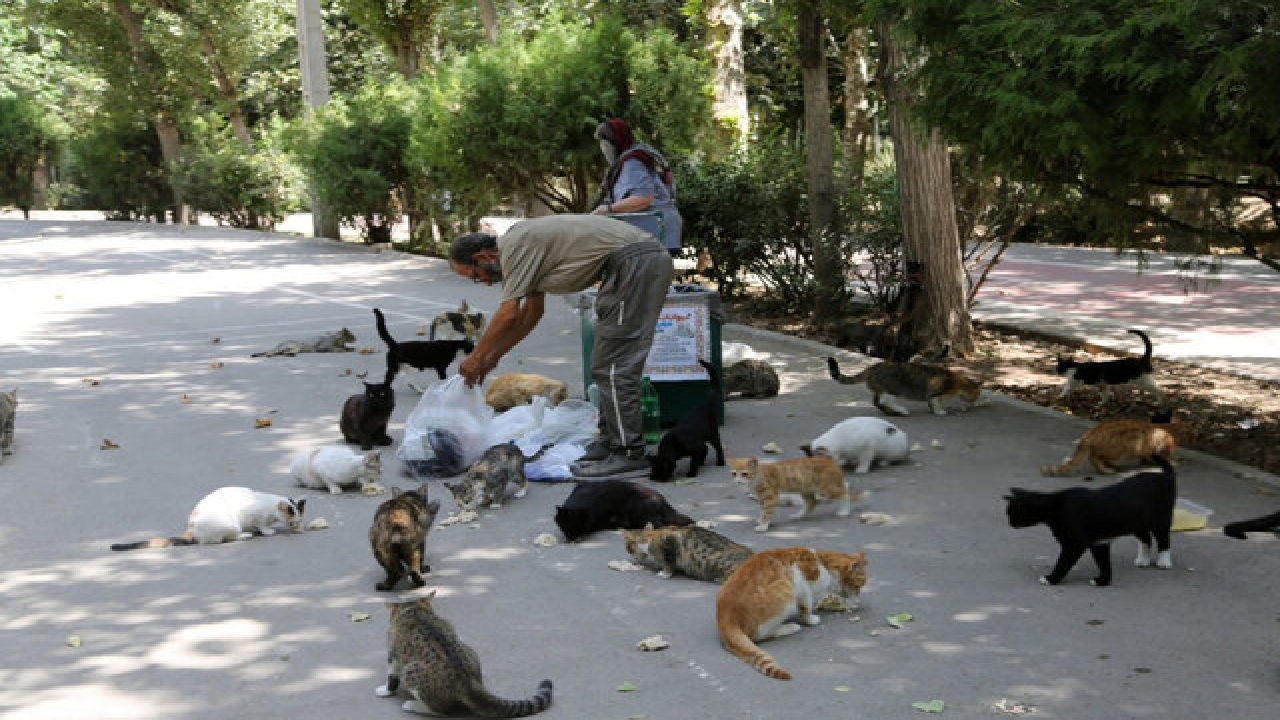 تغذیه حیوانات شهری تهدیدی برای اکوسیستم و حیات وحش