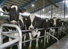 نتایج آمارگیری طرح آمارگیری از تعداد و تولیدات دام سنگین (گاو و گوساله) در فصل تابستان ۱۴۰۴