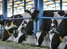 افزایش ۵۲ درصدی قیمت شیر خام؛ صنایع لبنی زیر فشار گرانی علوفه و کاهش مصرف