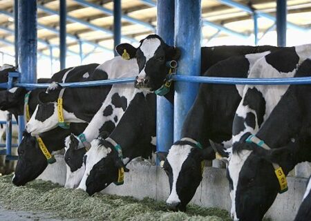 افزایش ۵۲ درصدی قیمت شیر خام؛ صنایع لبنی زیر فشار گرانی علوفه و کاهش مصرف