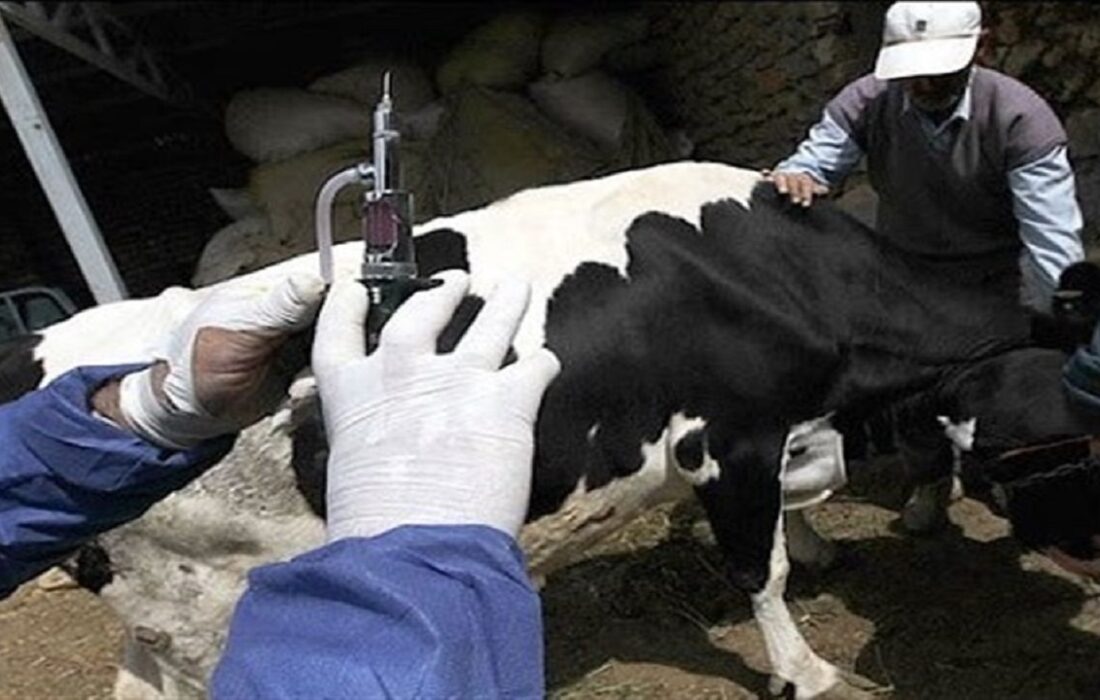 وزارت جهاد: گوشت را فقط از فروشگاه‌های مجاز و دارای برچسب دامپزشکی بخرید