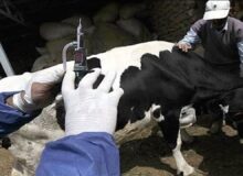 وزارت جهاد: گوشت را فقط از فروشگاههای مجاز و دارای برچسب دامپزشکی بخرید