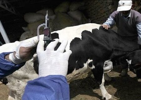 وزارت جهاد: گوشت را فقط از فروشگاه‌های مجاز و دارای برچسب دامپزشکی بخرید