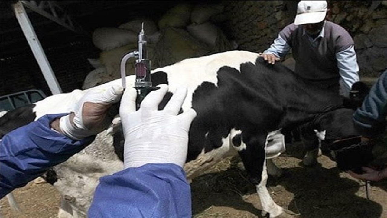 وزارت جهاد: گوشت را فقط از فروشگاههای مجاز و دارای برچسب دامپزشکی بخرید