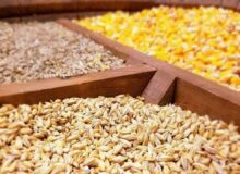 مواخذه عاملان بازار نهادههای دامی؛ تحویل کالا به پشتیبانی امور دام از مرز یک میلیون تن عبور میکند