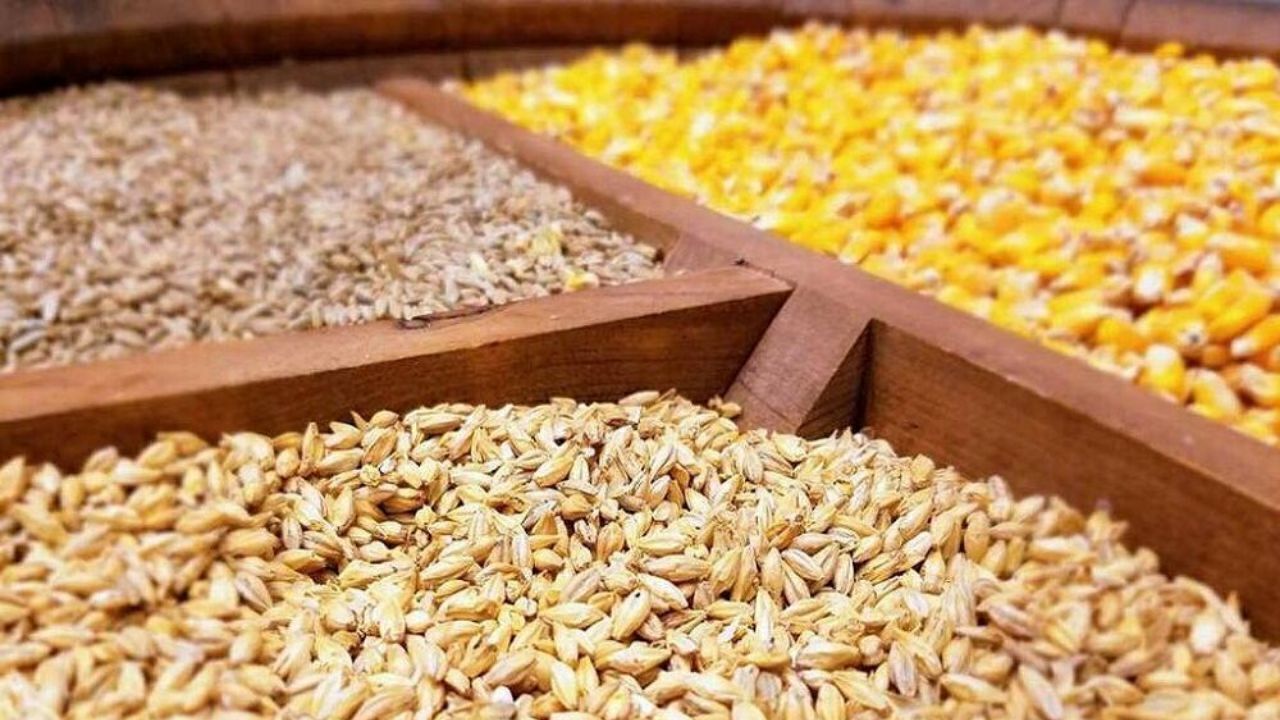 مواخذه عاملان بازار نهادههای دامی؛ تحویل کالا به پشتیبانی امور دام از مرز یک میلیون تن عبور میکند